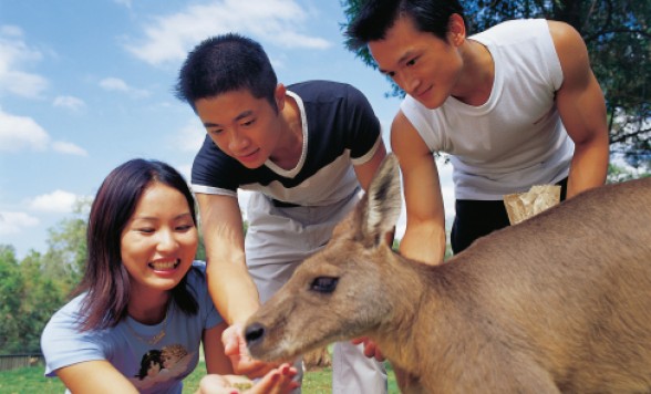 【ブリスベン】ローンパインコアラサンクチュアリー入場券事前手配